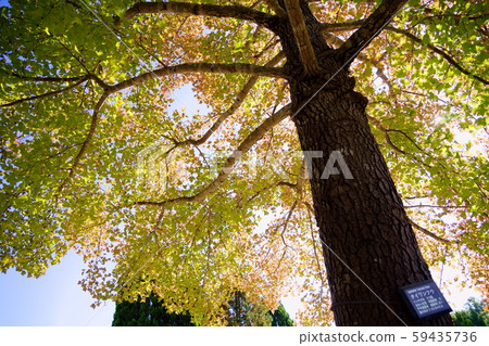 Autumn Wanfu 21 59435736