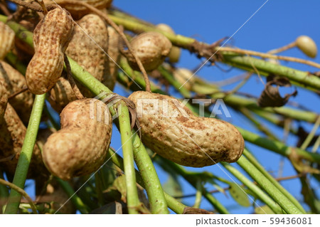 A large variety of peanuts, harvest, first field, image material 59436081