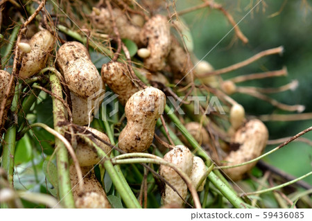A large variety of peanuts, harvest, first field, image material 59436085