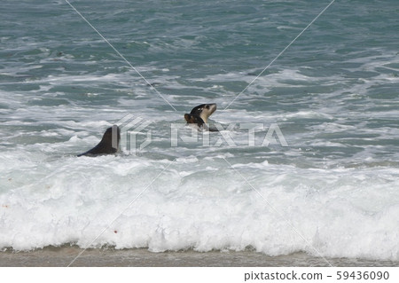 Kangaroo Island, Australia Kangaroo Island, Australia 59436090