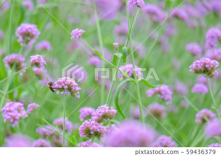 Verbena Bonariensis (Argentinian Vervain or 59436379