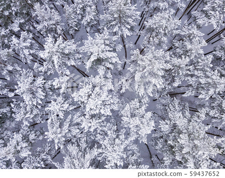 Aerial image from the top of snowy mountain pines in the middle of the winter 59437652