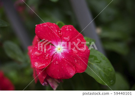 A close-up view of water drops on flower petals 59440101