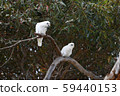 Kangaroo Island, Australia 59440153
