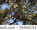 Kangaroo Island, Australia 59440154