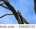 Kangaroo Island, Australia 59440155