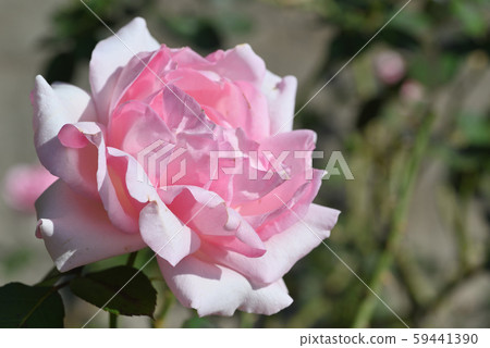 玫瑰(歷史) 玫瑰(歷史) 59441390