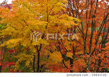 Autumn in Shinshu Autumn in Shinshu 59443139