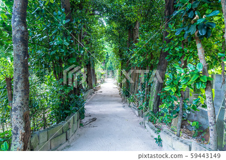 沖繩Bise Fukugi樹 59443149