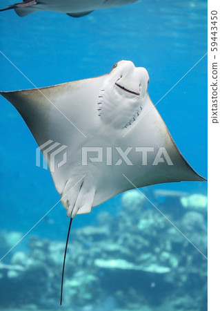 Bat Ray Bat Ray 59443450