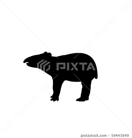Silhouette of little tapir. Cute young animal 59443849