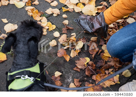 Female handler picks the pile of poop up with a plastic bag 59443880