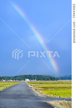 雨後的彩虹/農家路，稻田路，攝於11月，石川野美 59443881
