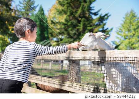 Goat feeding Goat feeding 59444212