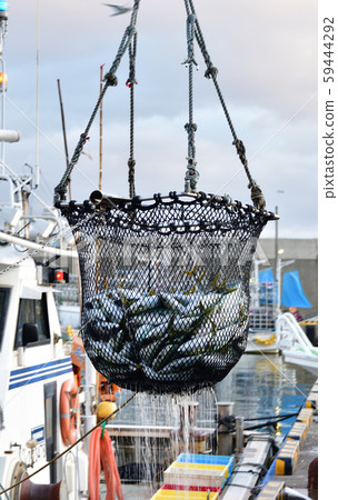 拍攝在北海道函館市鶴溪港yellow魚，yellow魚和幼蟲降落的風景 59444292