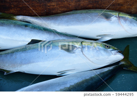 Photographing the scenery where yellowtails, yellowtails, and larvae are landed at Hokke Port, Hakodate, Hokkaido 59444295