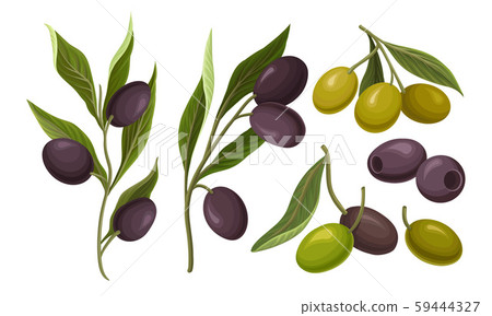 Black and Green Olives Branches Volume Vector Set 59444327
