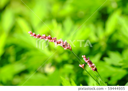 Persicaria longise 59444935