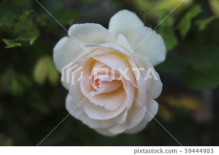 皮埃爾·杜隆·薩勒奶油粉紅色地面葡萄藤玫瑰 59444983