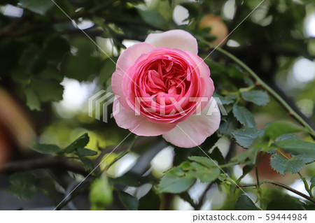 Pierre duron saale cream pink ground vine rose 59444984