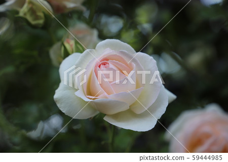 皮埃爾·杜隆·薩勒奶油粉紅色地面葡萄藤玫瑰 59444985