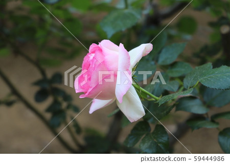 Pierre duron saale cream pink ground vine rose 59444986