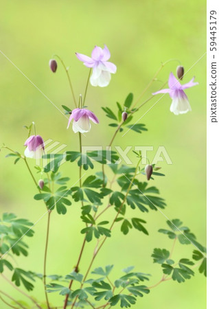 Furin adamaki, white and purple flowers, natural background Furin adamaki, white and purple flowers, natural background 59445179