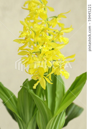 洋蘭花黃色花 59445221