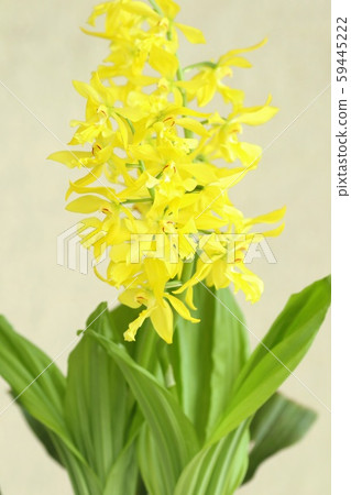 洋蘭花黃色花 59445222