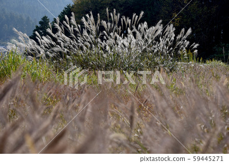 Scenery of Susuki 59445271