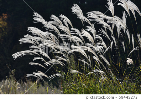 Scenery of Susuki 59445272