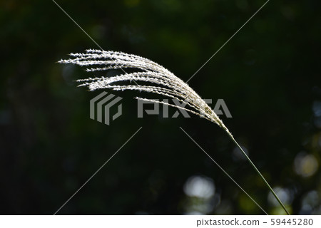 Scenery of Susuki 59445280