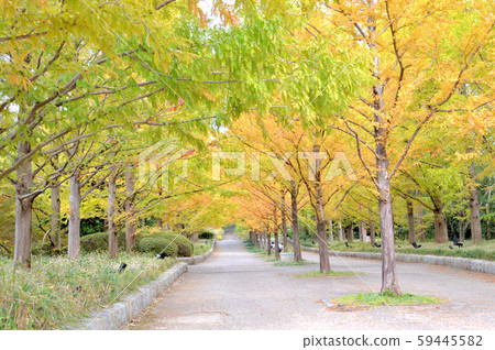 水杉Namiki路徑 水杉Namiki路徑 59445582