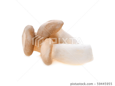 Royal oyster mushroom on white background Royal oyster mushroom on white background 59445955