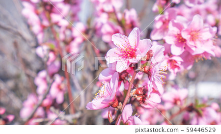 Peach Blossom Peach Peach Blossom Peach Blossom Peach Peach Blossom 59446529