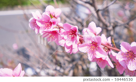 桃花桃花 桃花桃花 59446530