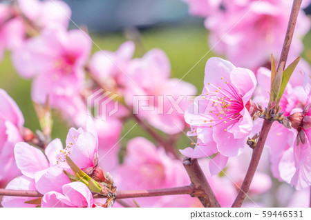 桃花桃花 桃花桃花 59446531