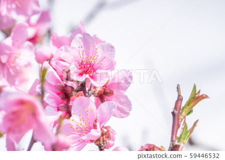 桃花桃花 桃花桃花 59446532