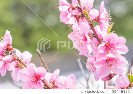 桃花桃花 59446533
