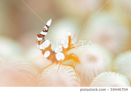 Sea anemone fish 59446704