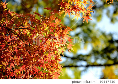 Shinshu Castle Town, Ueda City's Autumn Leaves Shinshu Castle Town, Ueda City's Autumn Leaves 59447130