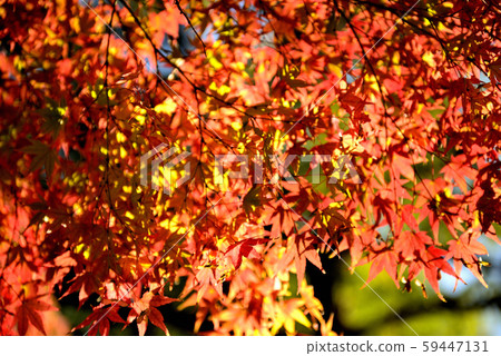Shinshu Castle Town, Ueda City's Autumn Leaves Shinshu Castle Town, Ueda City's Autumn Leaves 59447131