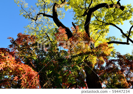 Shinshu Castle Town, Ueda City's Autumn Leaves Shinshu Castle Town, Ueda City's Autumn Leaves 59447234