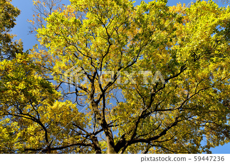 Shinshu Castle Town, Ueda City's Autumn Leaves Shinshu Castle Town, Ueda City's Autumn Leaves 59447236