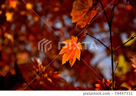 Shinshu Castle Town, Ueda City's Autumn Leaves Shinshu Castle Town, Ueda City's Autumn Leaves 59447331