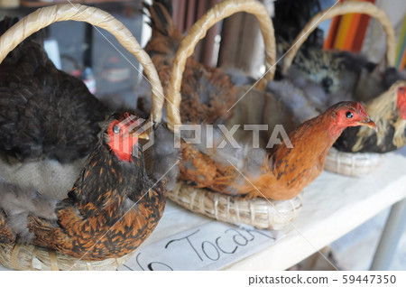Nicaragua chicken basket traditional craft Nicaragua chicken basket traditional craft 59447350