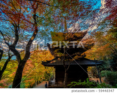 Kogenji in autumn leaves 59448347