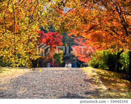Kogenji in autumn leaves 59448348
