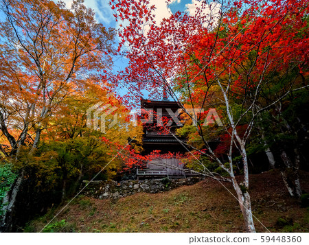 Kogenji in autumn leaves Kogenji in autumn leaves 59448360