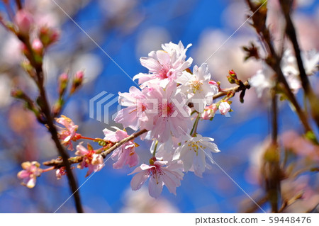 上川町城堡公園的冬季櫻花 59448476